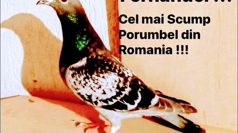 Fernando de la Caransebeș a făcut-o și pe asta! A scos imnul porumbeilor și e uluitor cum îl interpretează! VIDEO