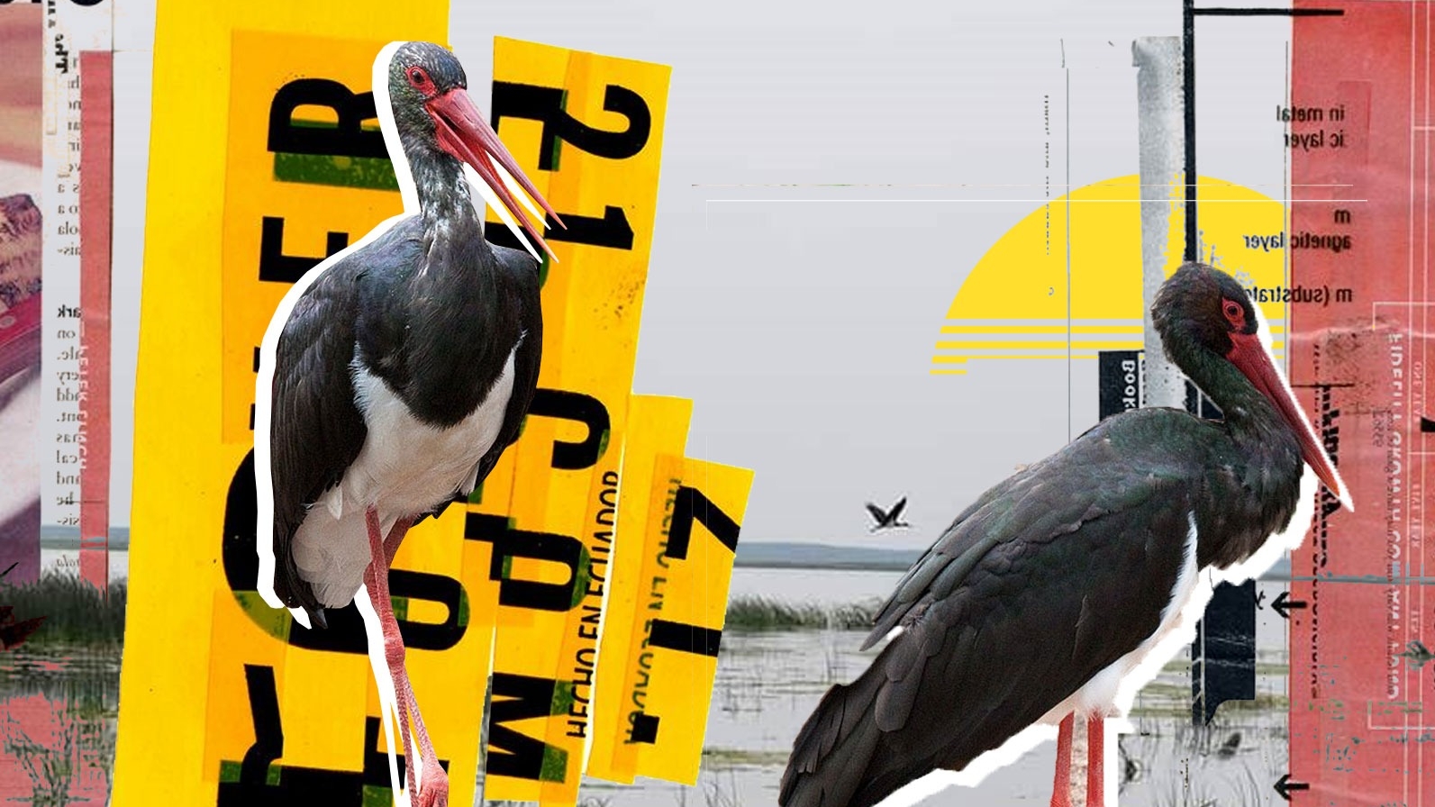 Comoara de pe lacul Bistreț. Au reapărut berzele negre, o specie rar întâlnită în România