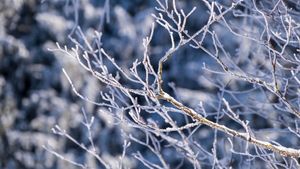 'Zăpada mieilor' din aprilie e un semn bun. Ce reprezintă ea, de fapt, în credința populară