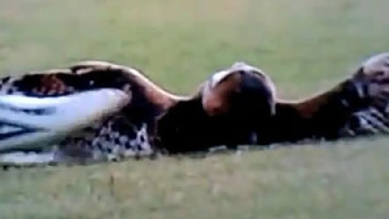 VIDEO Un fotbalist a incins spiritele in tribune dupa ce a lovit cu piciorul o bufnita!