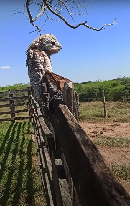 O femeie a filmat o pasăre despre care nu știa că există: “A deschis ochii, gura și m-a speriat foarte mult”. Are un aspect înfricoșător și scoate sunete grave