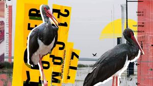 Comoara de pe lacul Bistreț. Au reapărut berzele negre, o specie rar întâlnită în România