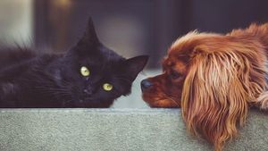 Bancul zilei | Pisica a băut benzină! Răspunsul veterinarului e genial