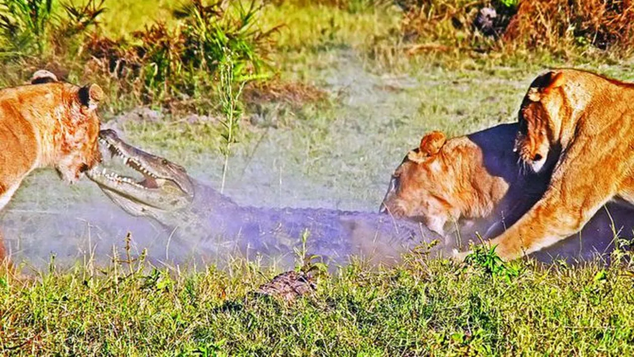 L-au halit pe crocodil!