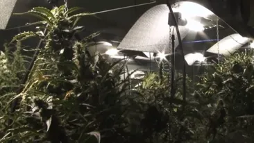 VIDEO. Procurorii DIICOT au dat lovitura în Dâmbovița. Au capturat o rețea care a furnizat două tone de cannabis și produse derivate în ultimii ani