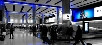 Alertă pe aeroport. Ce specie invazivă a adus un pasager în bagaj