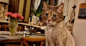 Galerie foto - poza 2