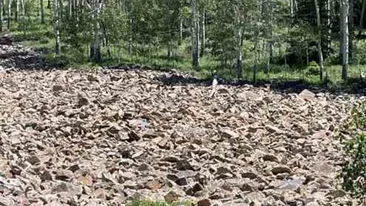 Iluzie optică virală | Doar 1 dintre 99 de oameni poate găsi femeia ascunsă în această poză