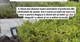 Galerie foto - poza 1