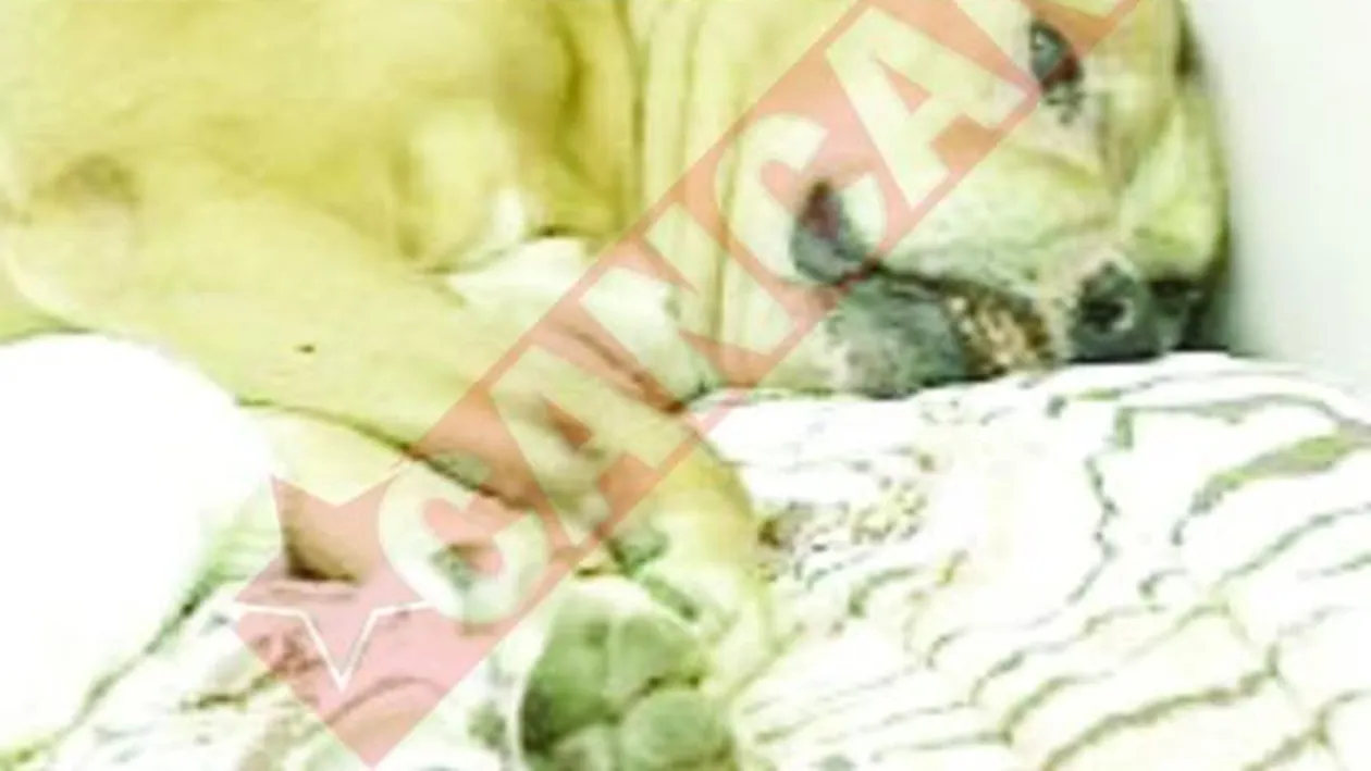 Tumora cat mingea de fotbal, la un pitbull