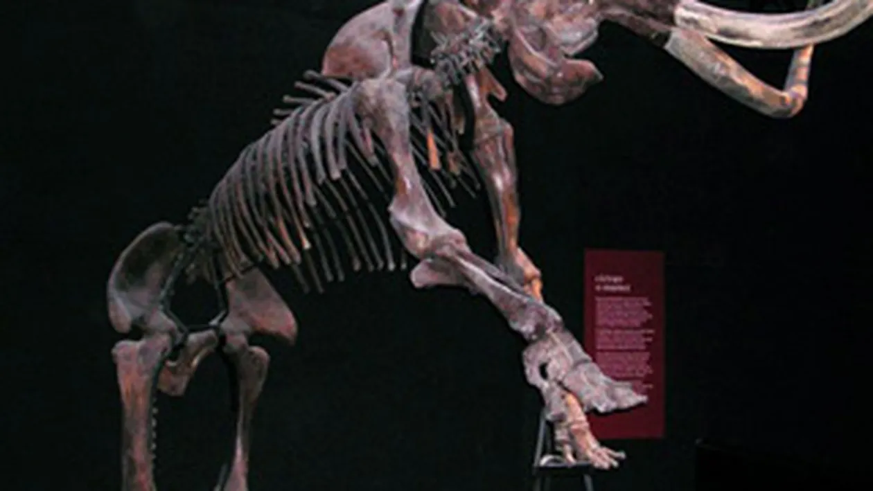 Doua fosile de mamut, descoperite in albia raului Moldova!