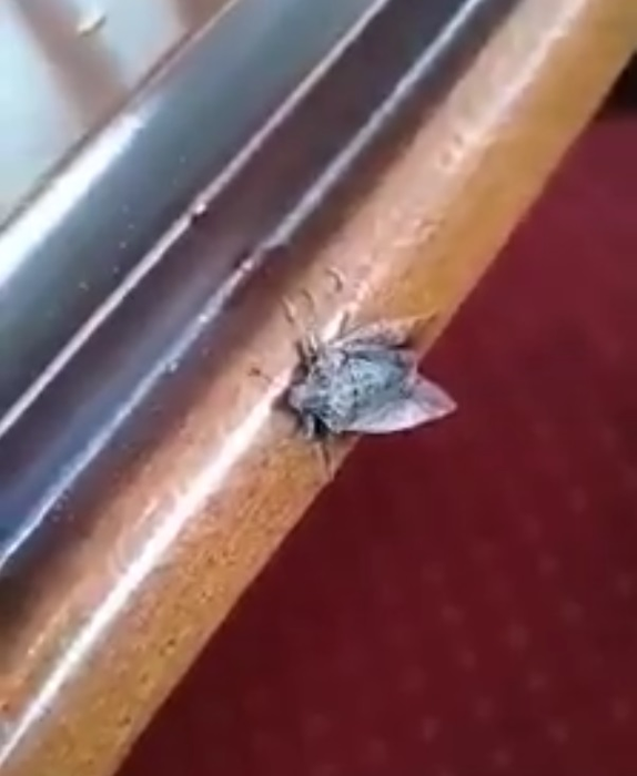 Moliile și gândacii mișună printre oamenii aflați în carantină