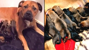 A stabilit un nou record național! Câți pui a născut această cățelușă