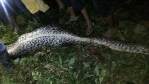 Un tânăr de 25 de ani a fost înghiţit de un piton uriaş! Poliţiştii au fost şocaţi când au ajuns la faţa locului
