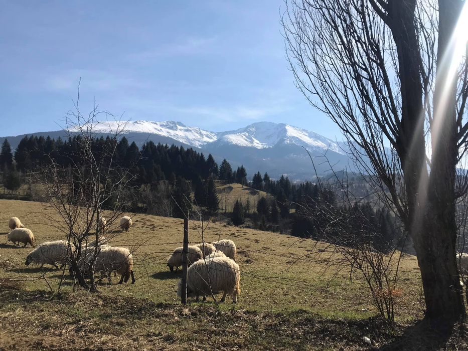 Plaiurile maramureșene au rămas pustii în acest an