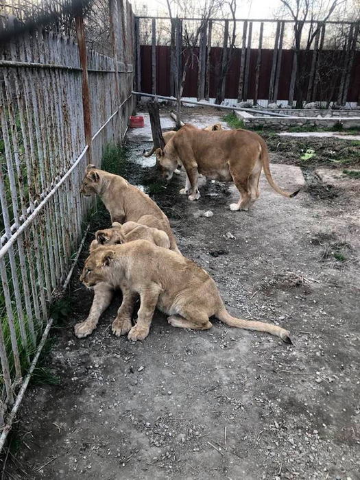 Menajeria lui Claudiu Duică