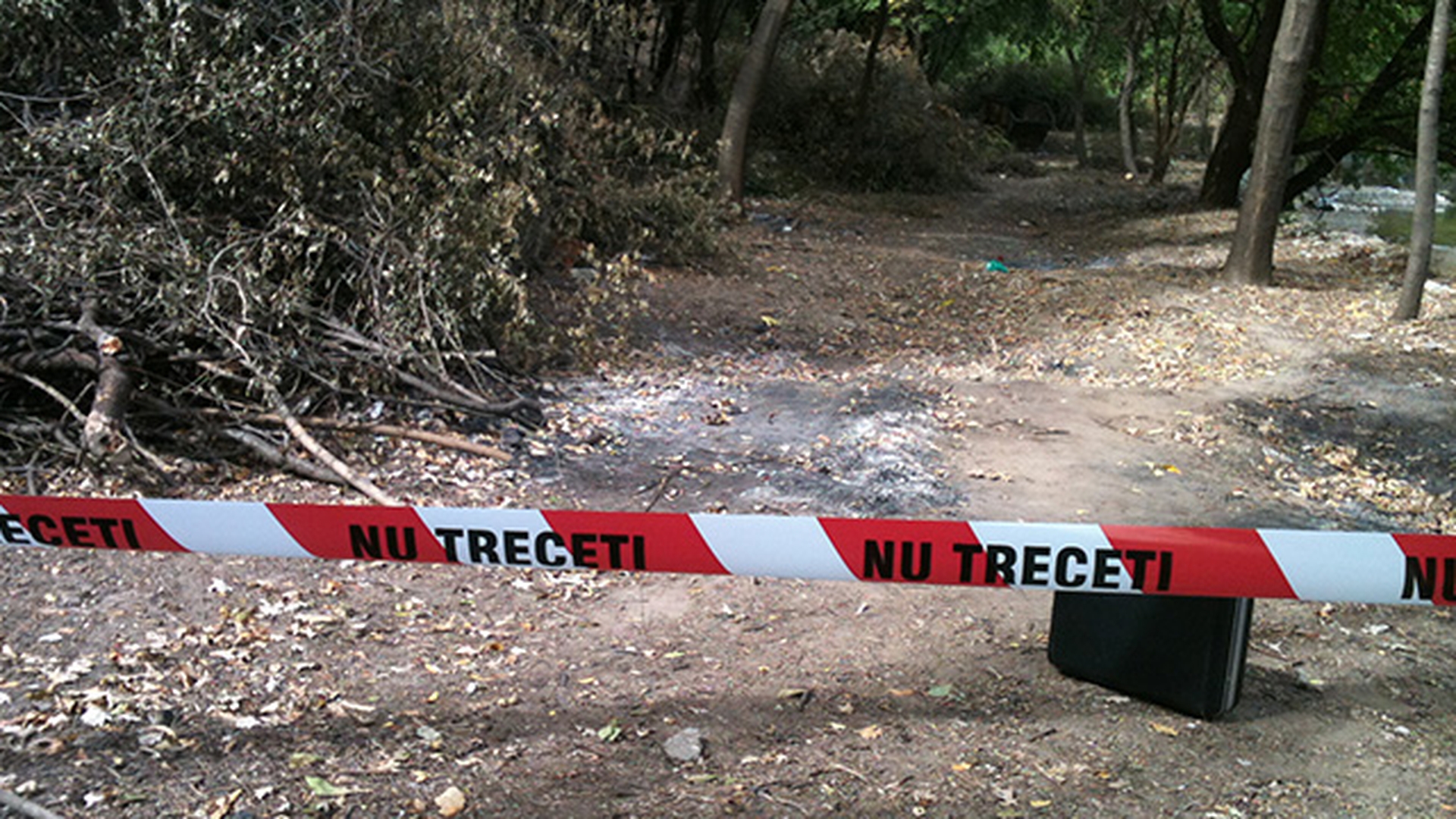 Cainele de lupta gasit in Parcul Tei era, de fapt, un maidanez. Patrupedul era de marime medie si nu prezenta urme de violenta