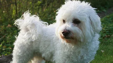Acest bichon de 10 ani s-a pierdut în Bucureşti! Răspunsul halucinant pe care l-a dat stăpânul când a fost sunat:,,Du-l…‘’