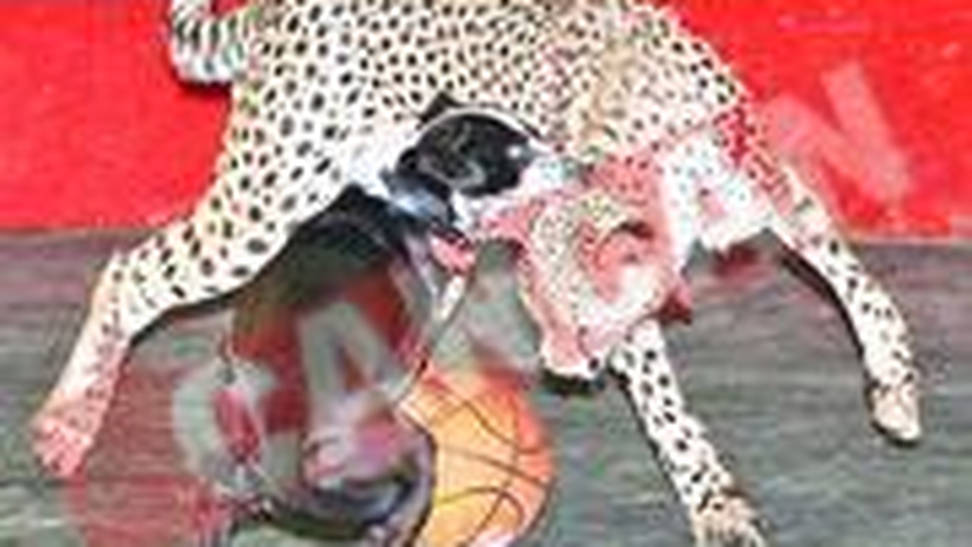 Prietenie la catarama intre un ghepard si un maidanez