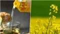 Planta care se cultivă din ce în ce mai mult România. Mulți au un succes nebun cu ea, merge direct la export și se vinde la prețuri mari