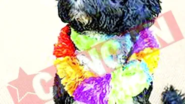 Primul caine al Americii s-a instalat la Casa Alba