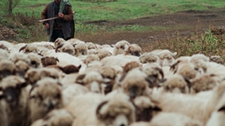 Doi olandezi au renuntat la viata lor pentru a deveni fermieri in Romania!
