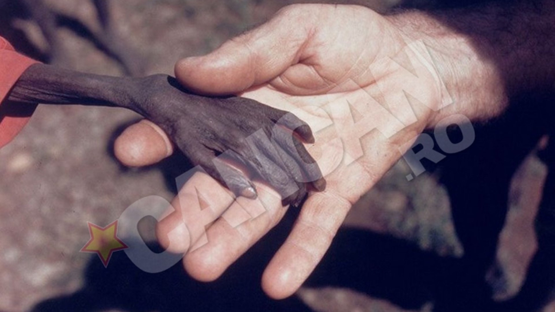 Povestea incredibila a unei fotografii socante:  Mana uscata care a tulburat o lume intreaga!
