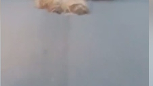 Cruzime de neimaginat! Un șofer din Timiș a fost filmat în timp ce târăște cu mașina o oaie