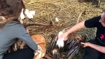 VIDEO. Trei lebede au fost salvate de voluntari dintr-un iaz de reziduuri petroliere, lângă Ploiești. Alte două păsări au murit