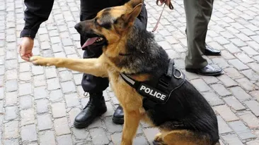 Incredibil! Suspectul a muşcat...câinele poliţist! Cum s-a petrecut grozăvia!