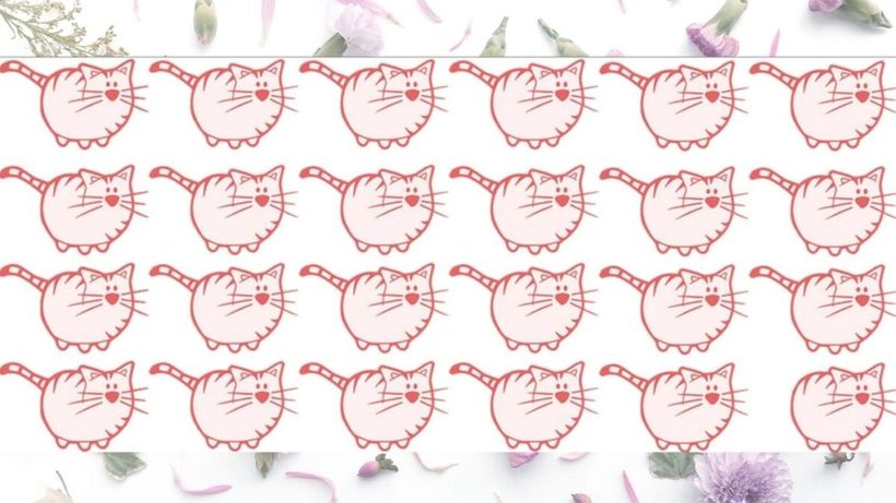 Test de logică | Găsiți singura pisică diferită de toate celelalte!