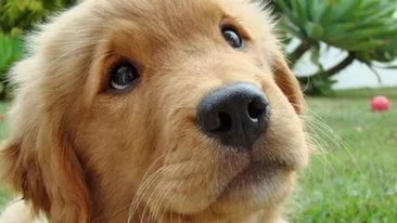 Legea privind câinii fără stăpân, contestată la Curtea Constituţională de 30 de parlamentari