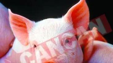 Oamenii de stiinta au creat purcelul care miroase frumos