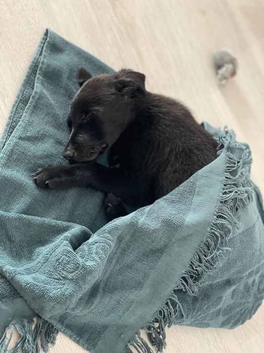 Alex a primit cadou de la la Oana un pui de labrador