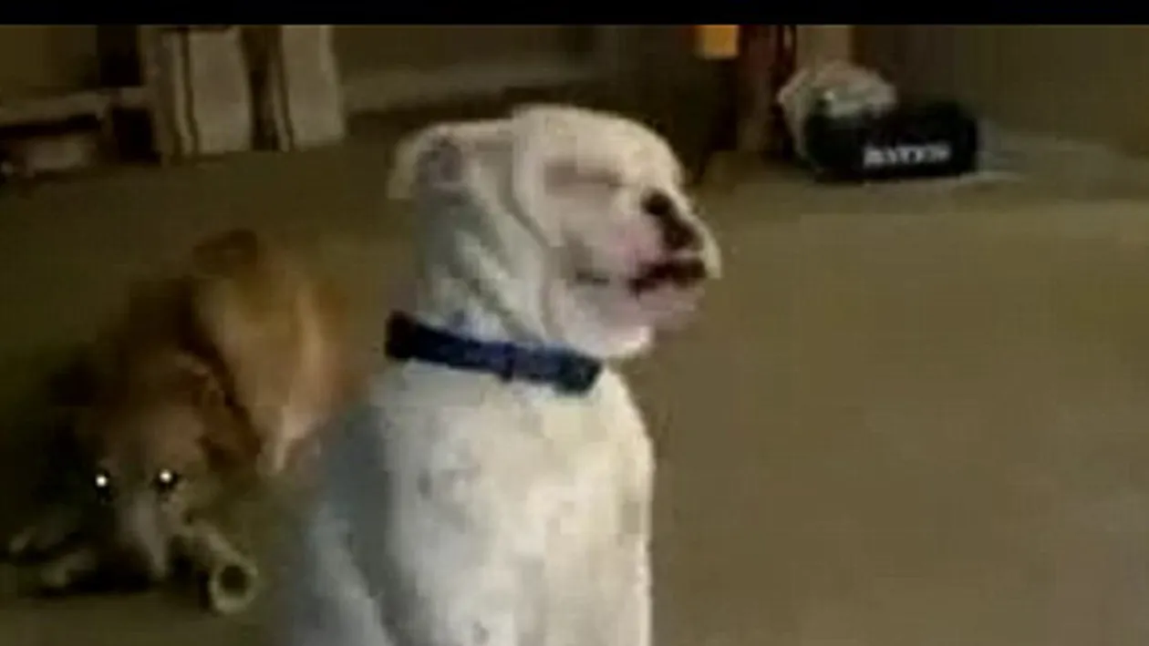 Atenţie, extrem de adorabil! Nu ai sa crezi aşa ceva! Un bulldog surd dansează pe vibraţiile de la chitara stăpânului său!