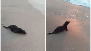Animalul care a făcut senzație pe plajă, la Eforie Nord. Oamenii s-au speriat la început