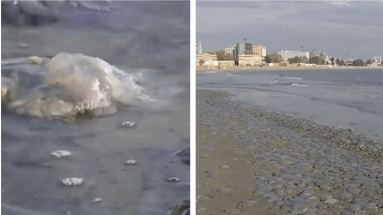 Fenomen STRANIU pe litoralul românesc! Este invazie pe zeci de kilometri de țărm din cauza furtunilor din ultimele zile