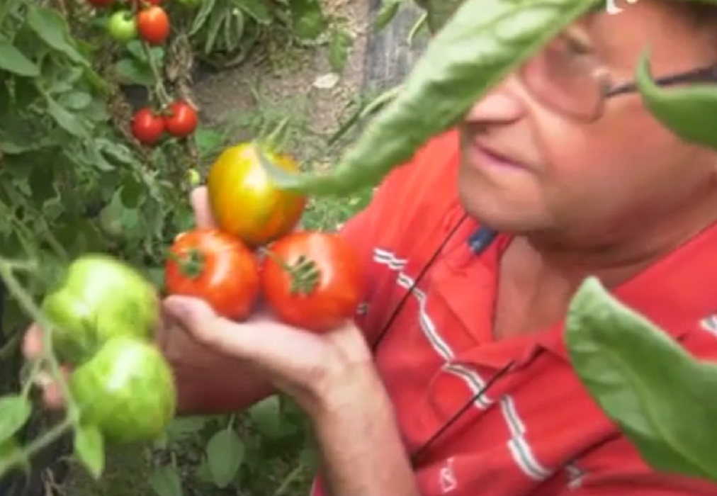 Un profesor din Bihor a dat lovitura cu o afacere rară în România. Ce cultivă acesta într-o seră specială