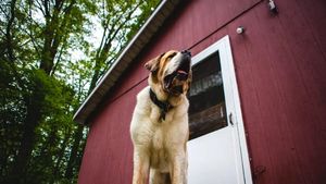 Câte animale poate avea un român care locuiește la curte. Ce prevede legea