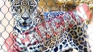 Moartea jaguarului Bety provoaca un dosar penal
