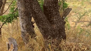 TEST IQ | Ești un geniu dacă poți găsi leopardul ascuns în această fotografie