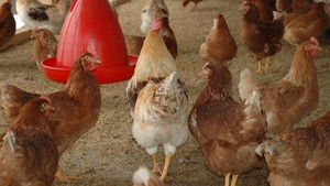 Alimentul care a devenit un lux pentru români. Vine de la țară și se vinde cu peste 300 de lei