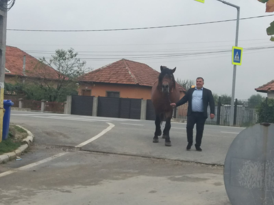 Primarul și calul lui, "Șoimul"