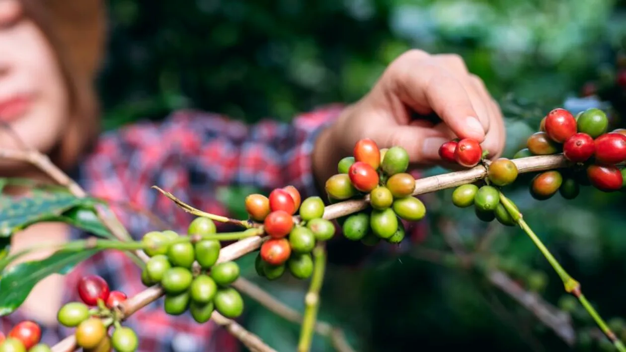 Băutura preferată a europenilor, în pericol. Țările cu cea mai mare producție de cafea vor deveni prea calde pentru a o putea cultiva