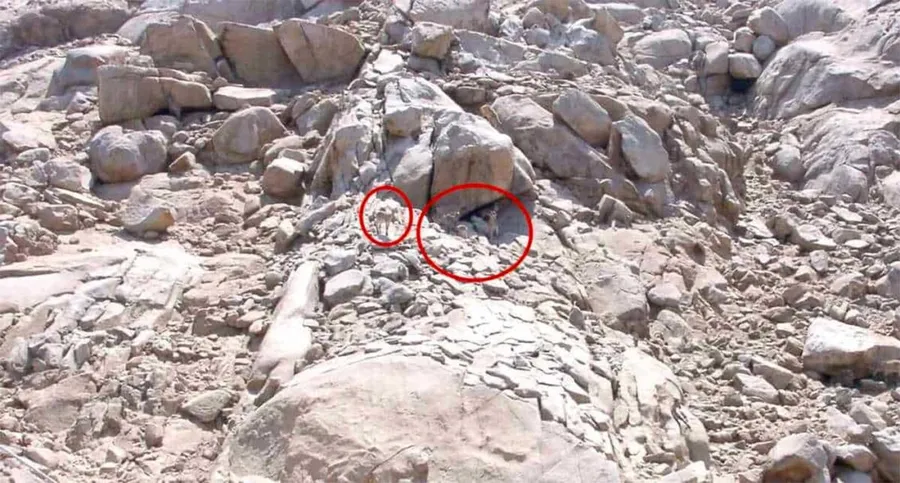 Iluzie optică virală. Sursă foto: jagranjosh.com