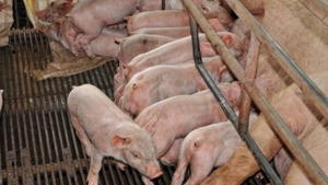 Focar de pestă porcină în Mehedinţi! 4.000 de porci vor fi ucişi