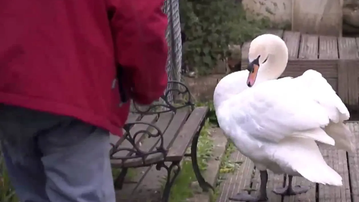 Un bărbat fost prins gol puşcă într-un parc din Capitală şi le-a spus poliţiştilor că încearcă să ia acasă o... lebădă