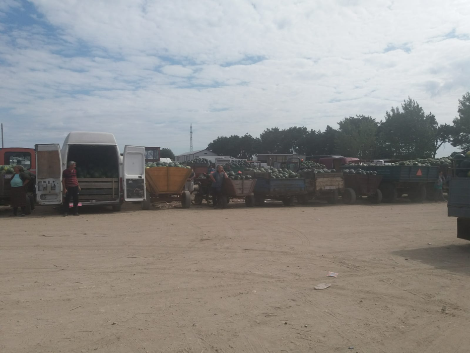 Pepenii de Dăbuleni zac în căruțe