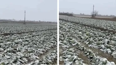 Anunțul unui fermier din Satu Mare a devenit viral! Își donează toată varza de pe câmp