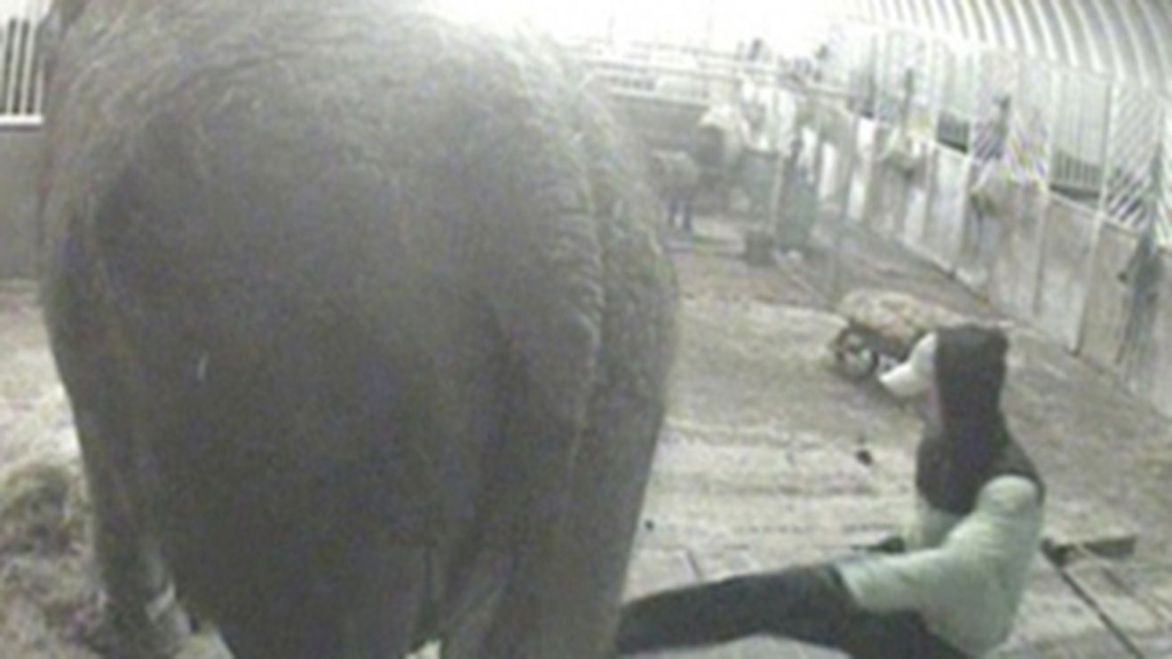 Cel mai batran elefant din Marea Britanie, batut si injunghiat de un roman!